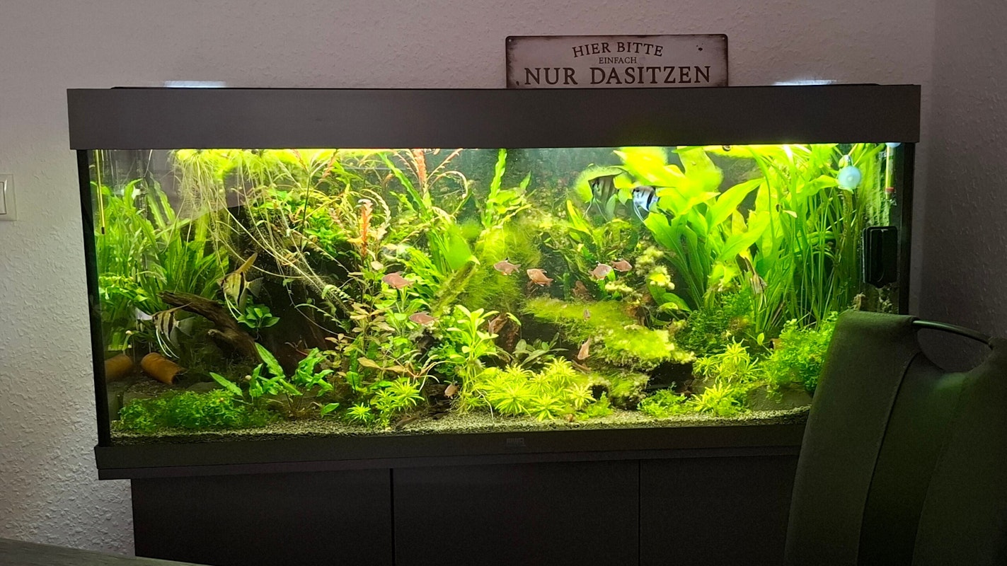 JUWEL Rio 240 LED Aquarium mit Unterschrank JUWEL Rio 240 LED Aquarium mit Unterschrank